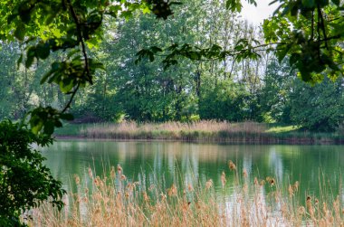 Bereketli yeşil ağaçların içinde yansıması olan romantik bir göl