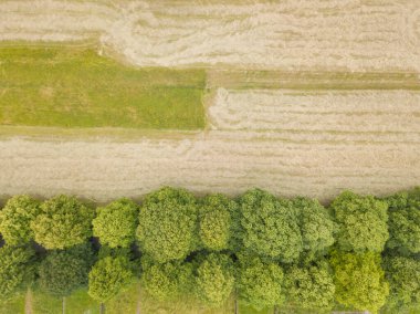 Yeşil çayırdaki ağaçların havadan görünüşü