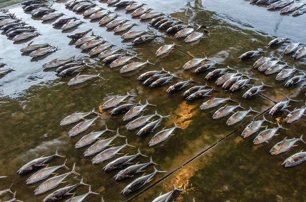 Bovenaanzicht Japanse Vismarkt Met Tonijn — Stockfoto