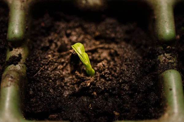 Young Seedling Fresh Soil — Stock Photo, Image