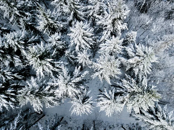 Widok Lotu Ptaka Jodły Pokrytym Śniegiem Zimowym Krajobrazie — Zdjęcie stockowe