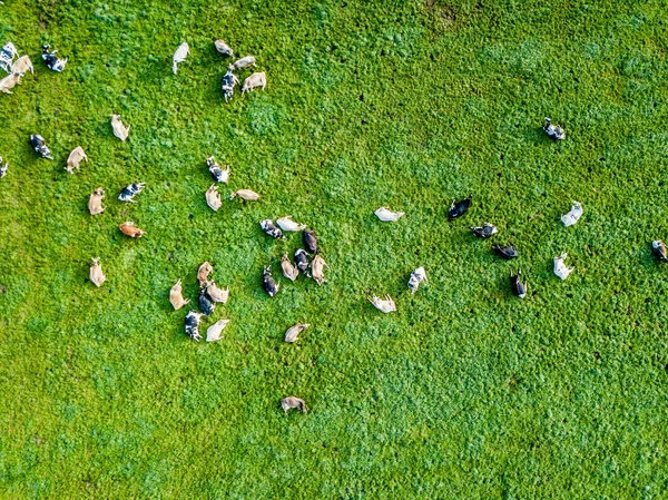 Aerial View Flock Cattle Green Meadow Switzerland — 스톡 사진