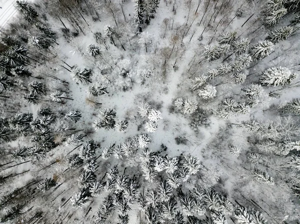 Flygfoto Granar Snötäckt Vinterlandskap — Stockfoto