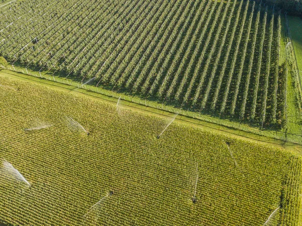 Luftaufnahme Landwirtschaftlicher Felder — Stockfoto