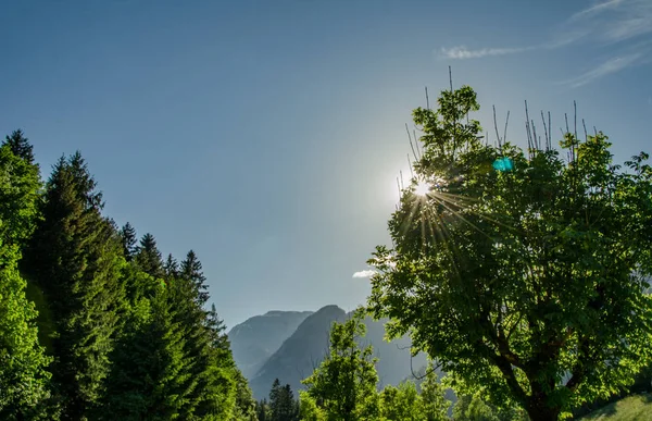 Soare Strălucire Prin Copac Verde Luxuriant Fața Cerului Albastru — Fotografie, imagine de stoc