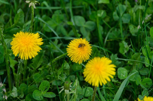 Жовта Квітка Кульбаби Бджолиним Запиленням Навесні — стокове фото