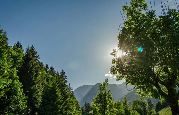 Sun Glare Lush Green Tree Front Blue Sky — 스톡 사진