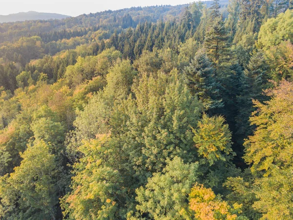 Pemandangan Udara Pohon Kuning Musim Gugur — Stok Foto