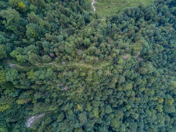 Flygfoto Träd Grön Äng — Stockfoto