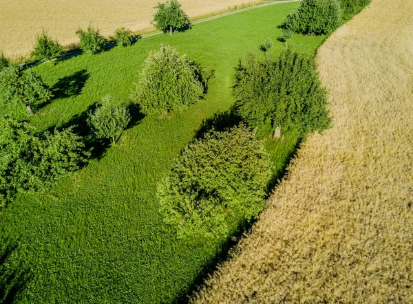 Luftaufnahme Von Bäumen Auf Der Grünen Wiese — Stockfoto