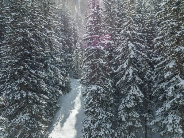 Vista Aérea Vale Remoto Alpes Suíços Com Abetos Cobertos Neve — Fotografia de Stock