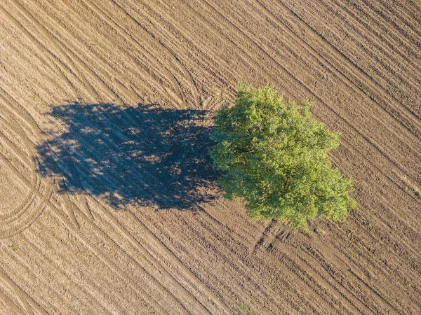 ダートフィールド上の隔離された緑の木の空中ビュー — ストック写真