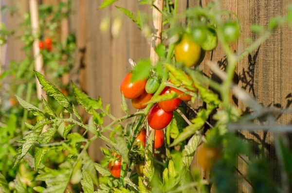収穫の準備ができている植物に赤いトマトを熟す — ストック写真