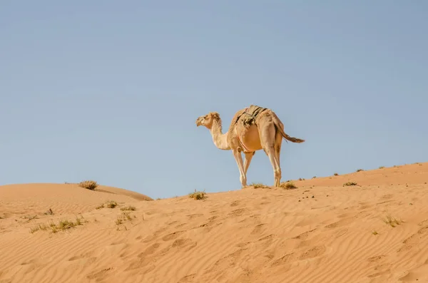 Kamelen Wandelen Door Wahiba Zandwoestijn Oman — Stockfoto