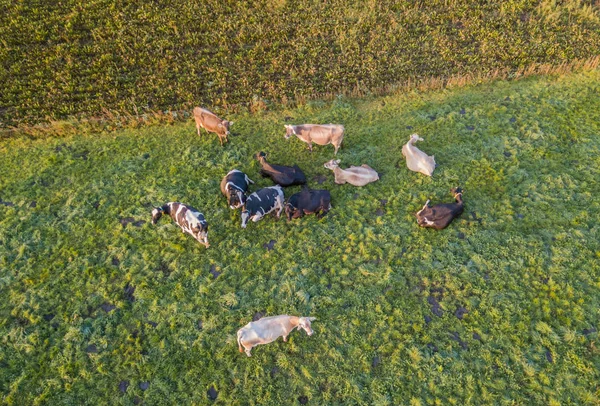 Pemandangan Udara Kawanan Ternak Padang Rumput Hijau Swiss — Stok Foto