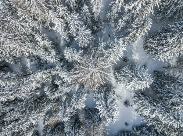 Vista Aérea Abetos Cubiertos Nieve —  Fotos de Stock