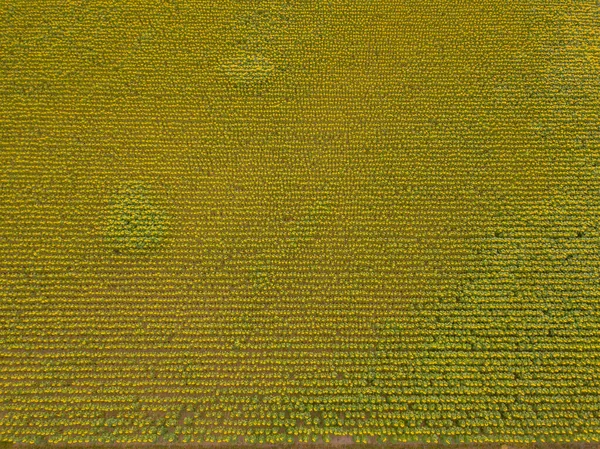 Luchtfoto Van Zonnebloemenveld Zwitserland Veel Planten Landbouwgebied — Stockfoto