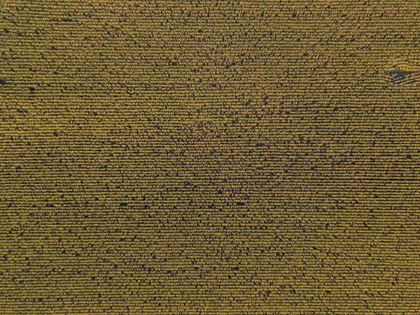 Widok Powietrza Pole Słoneczników Szwajcarii Wiele Roślin Polu Rolnym — Zdjęcie stockowe
