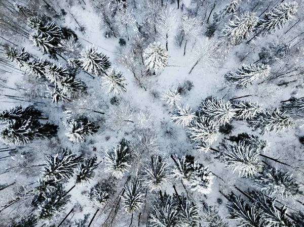 Vista Aérea Abetos Paisaje Invernal Cubierto Nieve — Foto de Stock