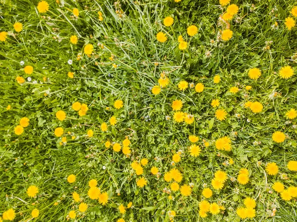 Вид Повітря Поле Кульбаби Квіти Квітучі — стокове фото