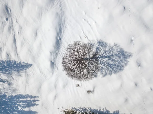 Pemandangan Udara Dari Pohon Tunggal Yang Terisolasi Padang Rumput Tertutup — Stok Foto