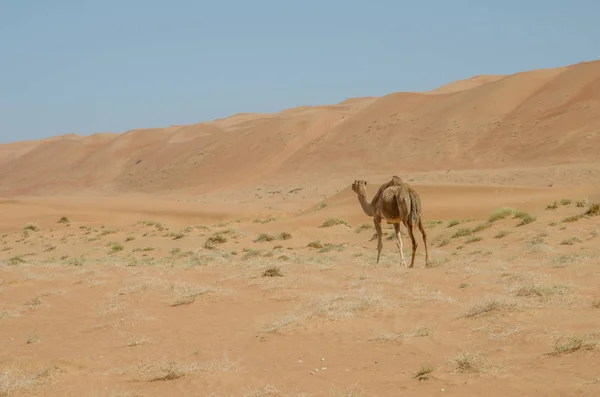 Kamelen Wandelen Door Wahiba Zandwoestijn Oman — Stockfoto