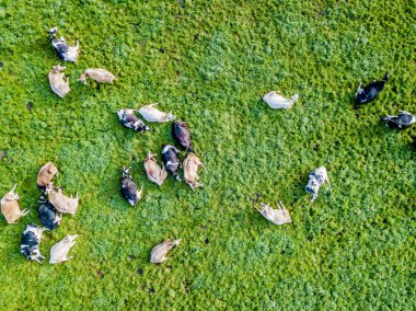 İsviçre 'deki yeşil çayır üzerindeki sığır sürüsünün havadan görünüşü