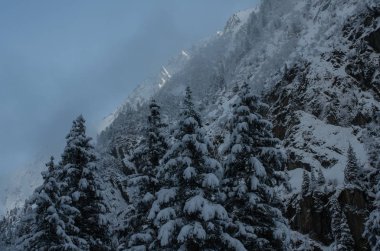Kardaki köknar ağaçlarının hava manzarası kışı kaplamıştı.