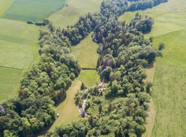İsviçre 'nin kırsal kesimindeki orman manzarası