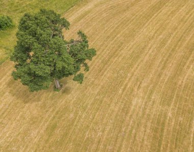 Tarımsal alanda tek bir ağacın havadan görünüşü