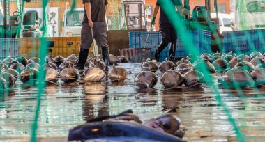 View between green fish net on traditional japanese fish market
