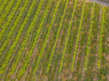 Yaz akşamları İsviçre 'de sıralı bitkilerle birlikte üzüm bağlarının hava manzarası..