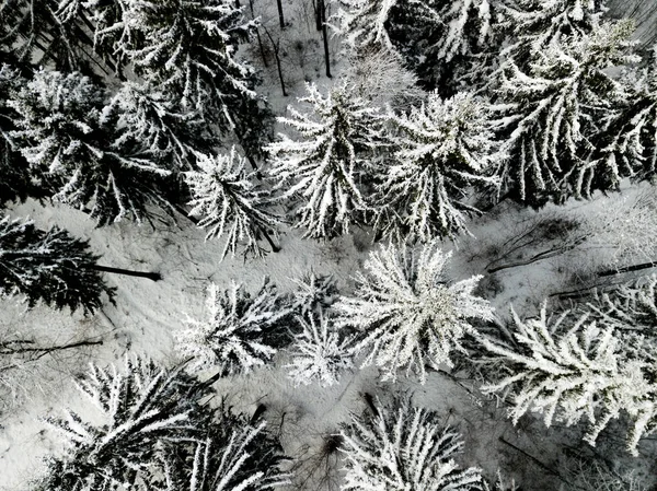 Flygfoto Granar Snötäckt Vinterlandskap — Stockfoto