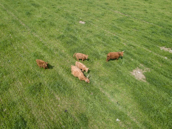 Aerial View Flock Cattle Green Meadow Switzerland — 스톡 사진