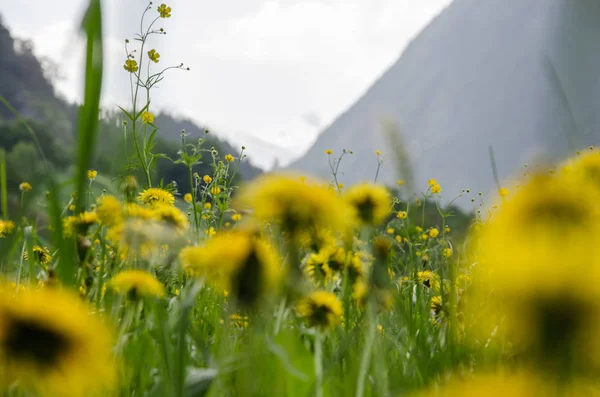 Bunga Kuning Dandelion Musim Semi Lapangan Hijau Yang Subur — Stok Foto