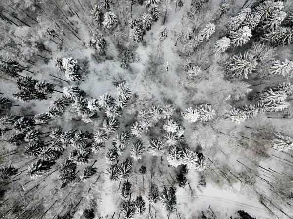 눈덮인 전나무들의 공중에서 — 스톡 사진