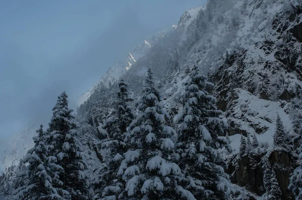 Vista Aérea Abetos Paisaje Invernal Cubierto Nieve —  Fotos de Stock