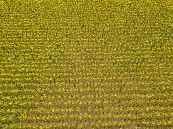 Luftaufnahme Eines Sonnenblumenfeldes Der Schweiz Viele Pflanzen Auf Landwirtschaftlichem Feld — Stockfoto