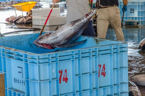 Tuna fish being thrown in large blue box on traditional fish market