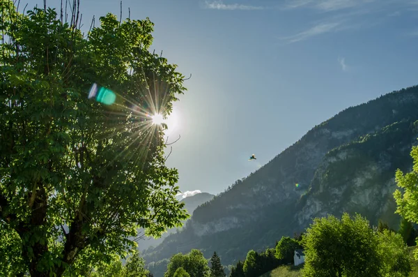 Sun Glare Lush Green Tree Front Blue Sky — Stock Photo, Image