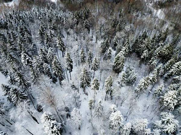 Vista Aérea Abetos Paisaje Invernal Cubierto Nieve — Foto de Stock