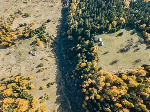 Vista Aérea Árvores Prado Alpino Suíça — Fotografia de Stock