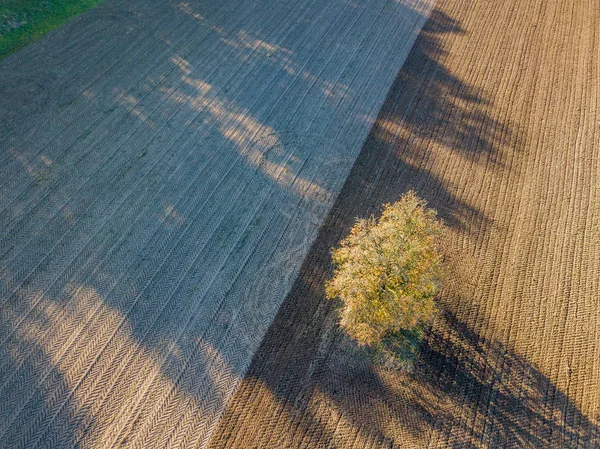 Aerial View Isolated Tree Rural Landscape — Stok fotoğraf