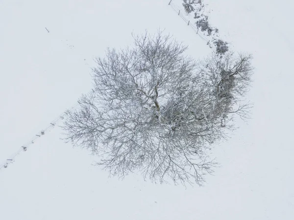 Vista Aérea Uma Única Árvore Isolada Prado Coberto Neve — Fotografia de Stock