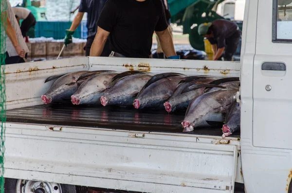 Tuna fish on lorry being transported from japanese fish market