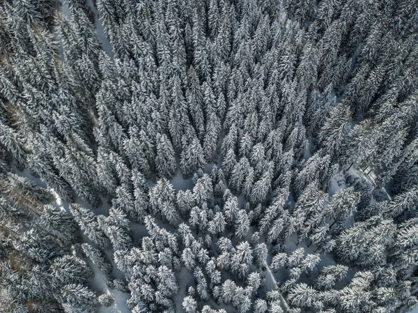 Flygfoto Snötäckta Granar — Stockfoto