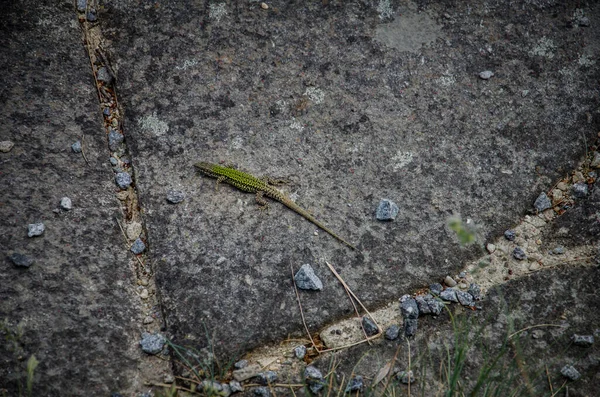 Close Green Lizard Gray Stone — 스톡 사진
