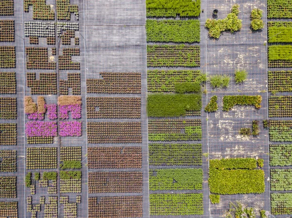 Vue Aérienne Rangées Jeunes Plants Cultivés Pépinière — Photo