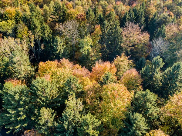 Vista Aerea Della Foresta Dell Area Aperta Svizzera Dall Alto — Foto Stock