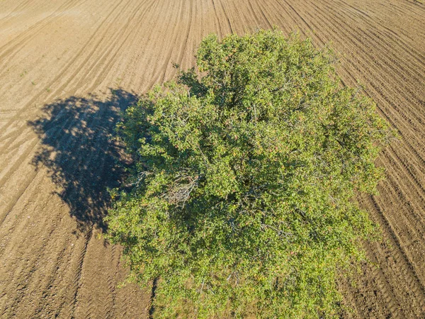 Luftaufnahme Eines Isolierten Grünen Baumes Auf Einem Feldweg — Stockfoto